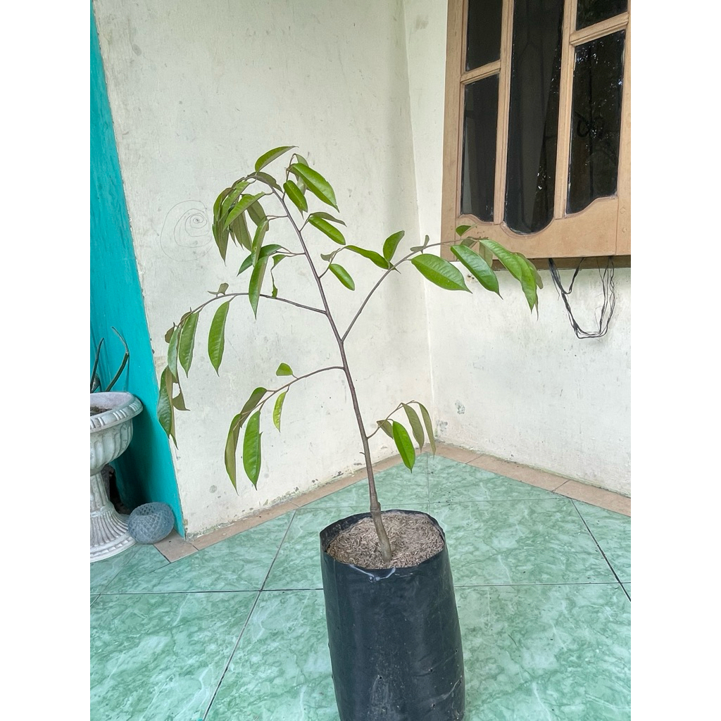 durian duri hitam