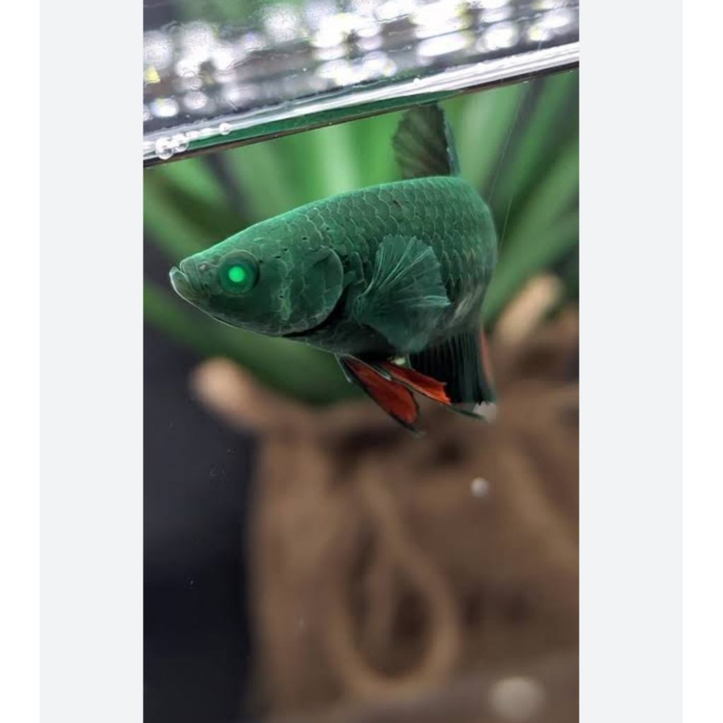 ikan cupang betina hulk mata hijau 100%. betina indukan full telur