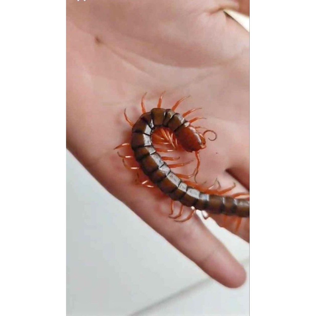 Paket Hemat 5-8cm 20ekor Kelabang Lipan Merah Hidup Garansi ukuran Kecil Pakan Arwana Arowana Lohan 