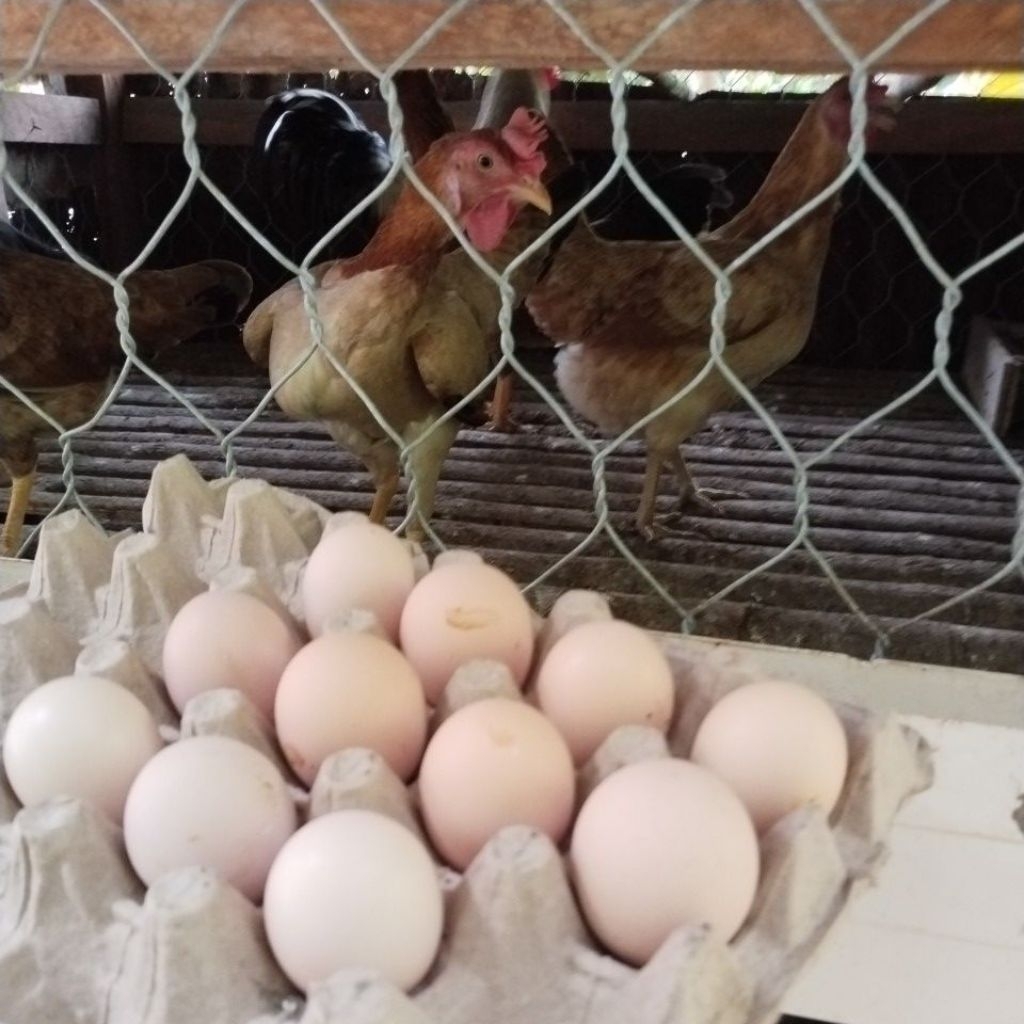 telur fertil ayam kub2 janaka