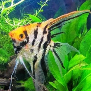 Manfish Treecolor | ikan hias manfish treecolor | ikan hias aquascape