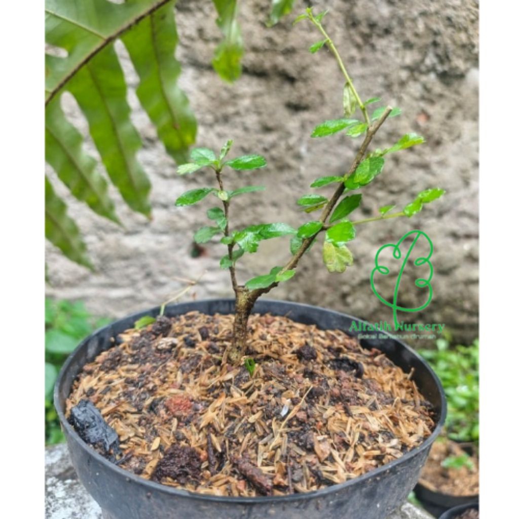 Bahan Bonsai Tanaman Hias Hokiantea micro atau Hokiantea Mikro