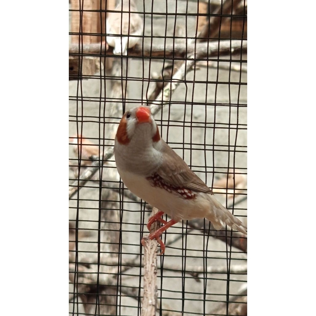 Burung Zebra Finch