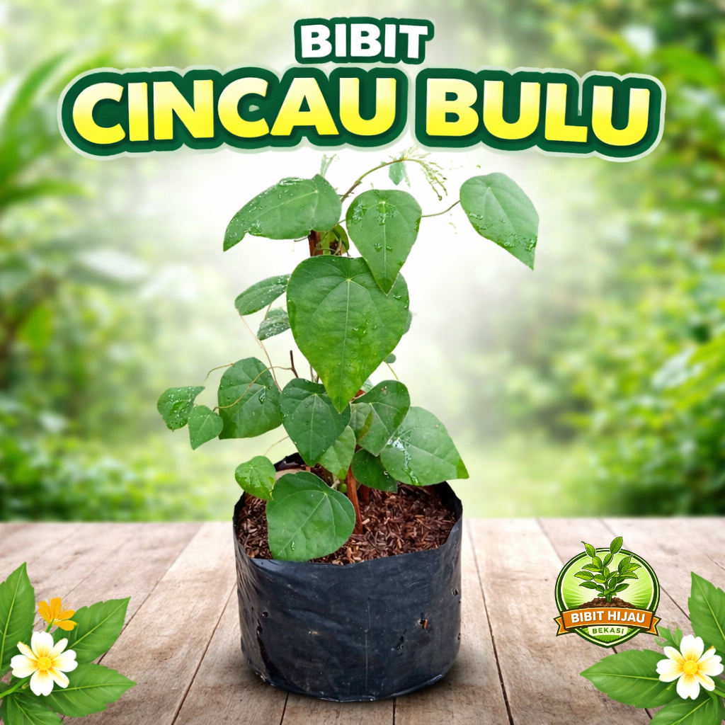 Bibit tanaman cincau bulu rambat tanaman cincau bulu bibit Tanaman cincau bulu herbal