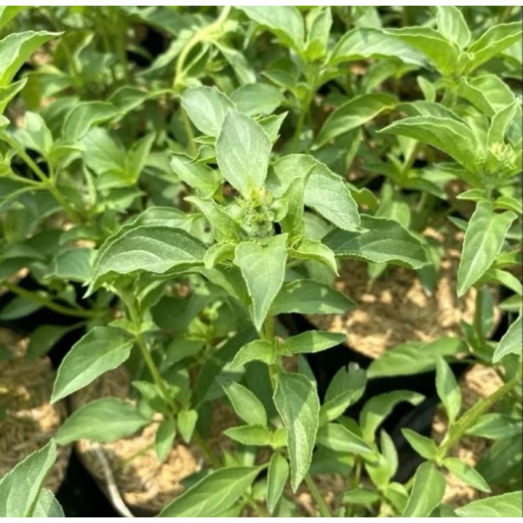 Bibit Tanaman Kemangi Siap Tanam