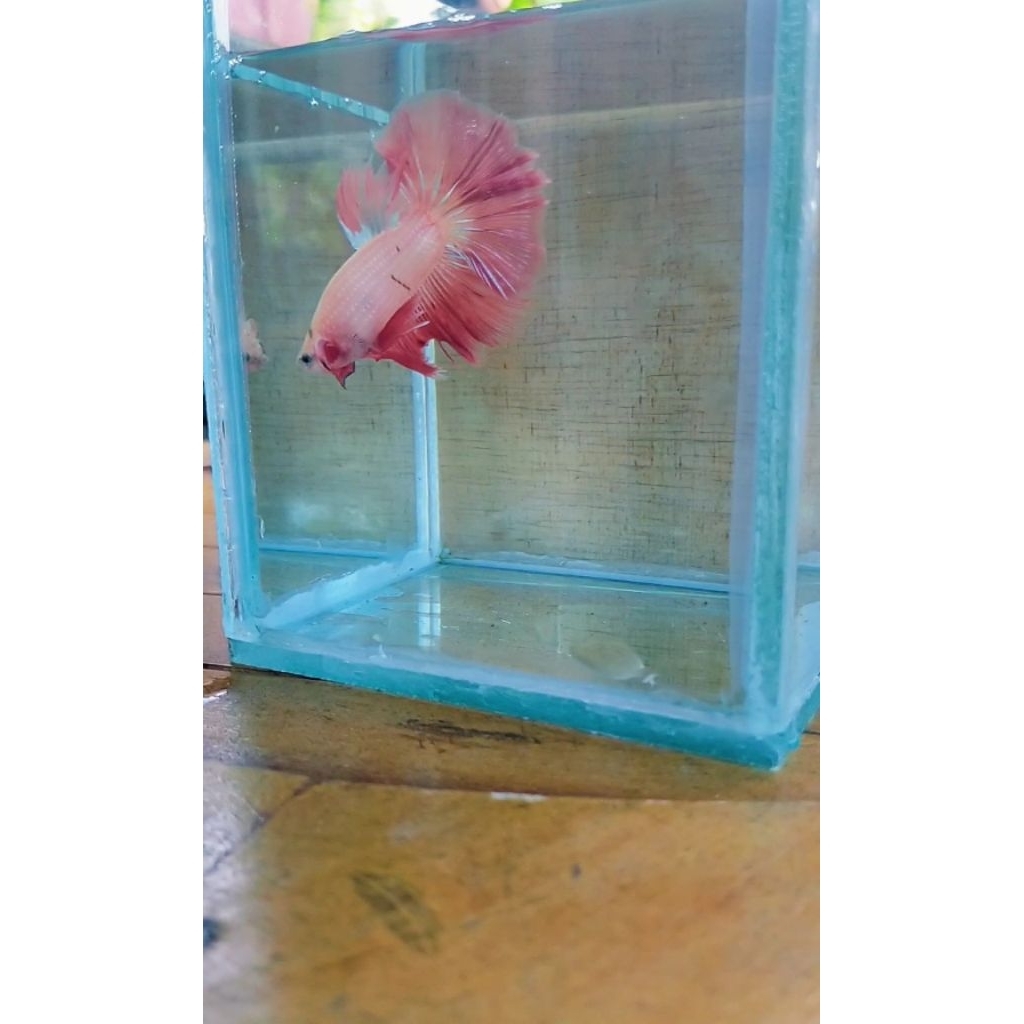 Cupang Pink Halfmoon Size L Murah