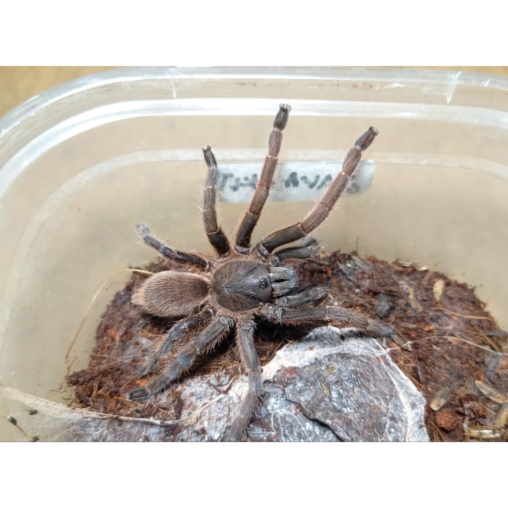 Hiasan tarantula selenocosmia javanensis brown java earth tiger by ZEI