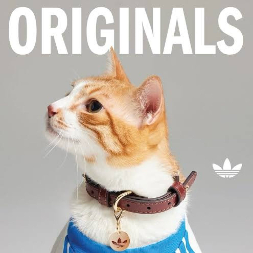Adidas Pet Collar Exclusive