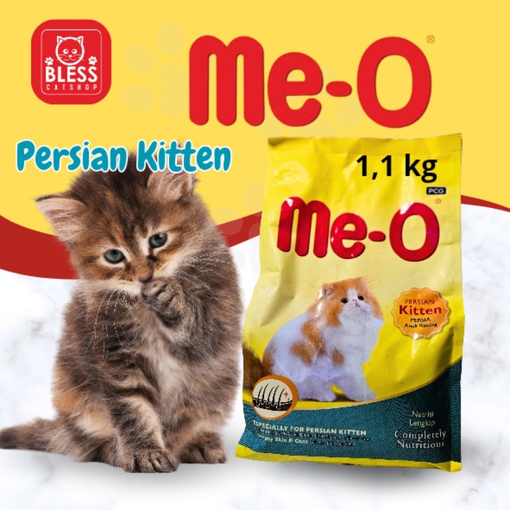 Meo Persian Kitten