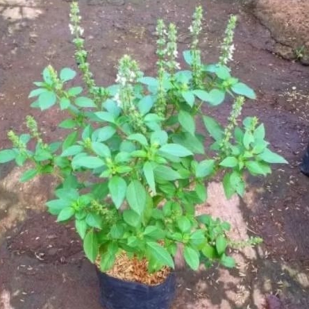 Bibit kemangi siap tanam besar