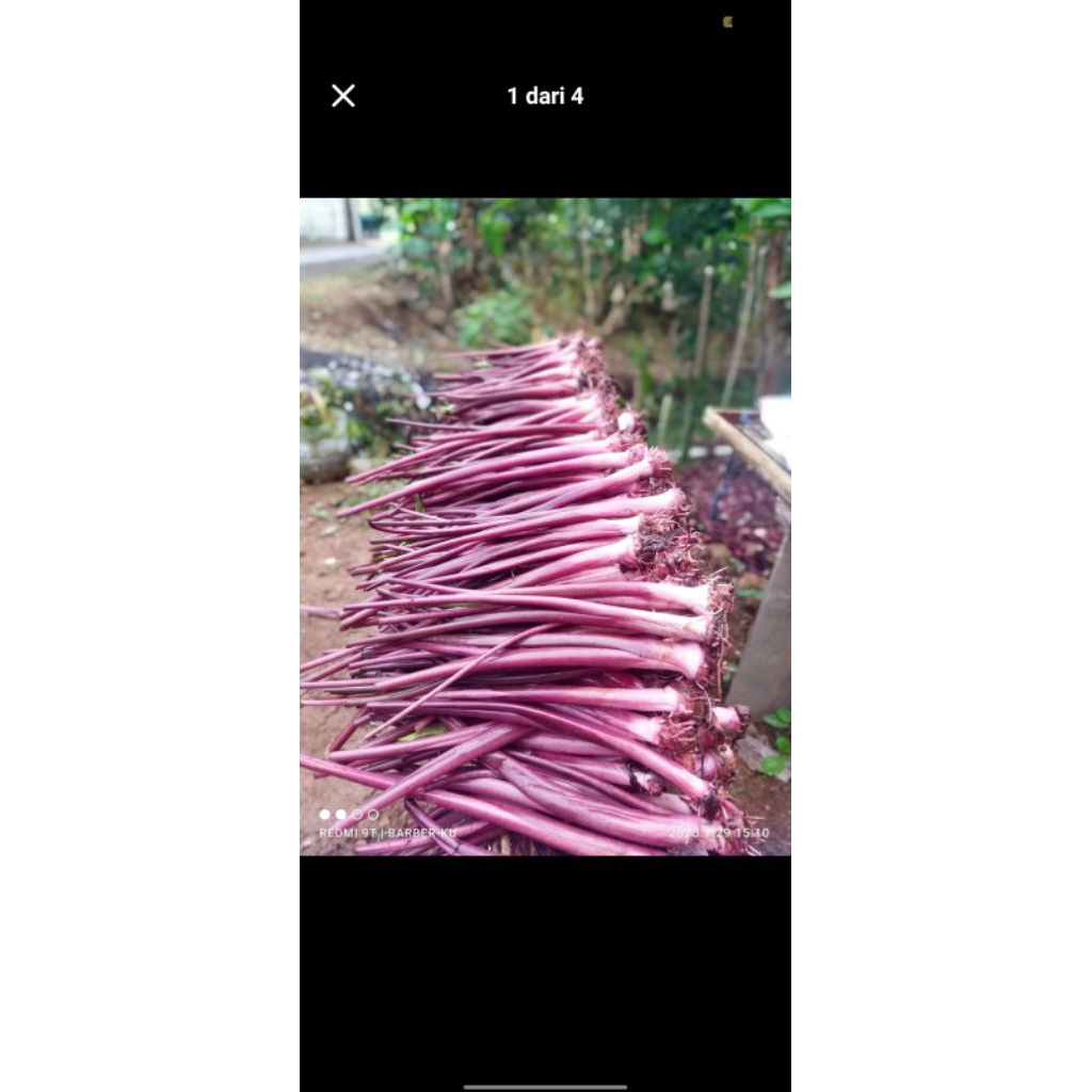 Bibit Talas Ungu Jumbo Asli - Bibit Segar, Tahan 1-2 Minggu, Umbi Pulen