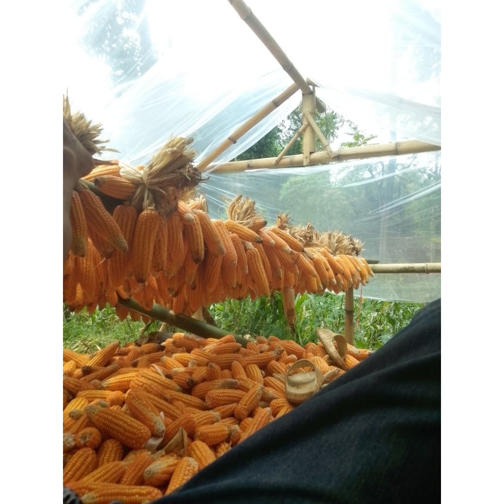 Bibit Jagung Manis Berkualitas - Tumbuh Cepat, Panen 55 Hari, Cocok Dataran Rendah & Tinggi