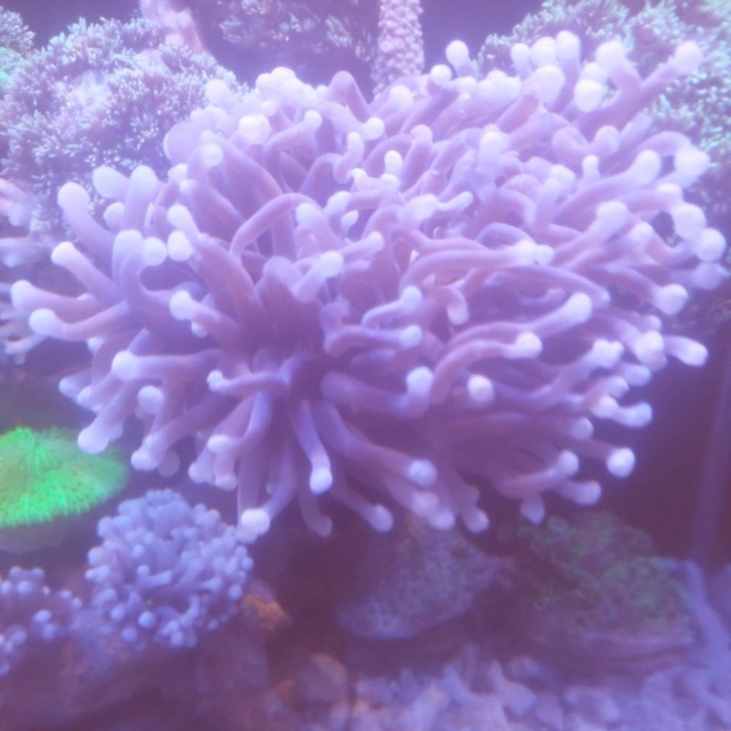 KARANG ANEMON PIRING COKLAT TIP PUTIH AKUARIUM LAUT