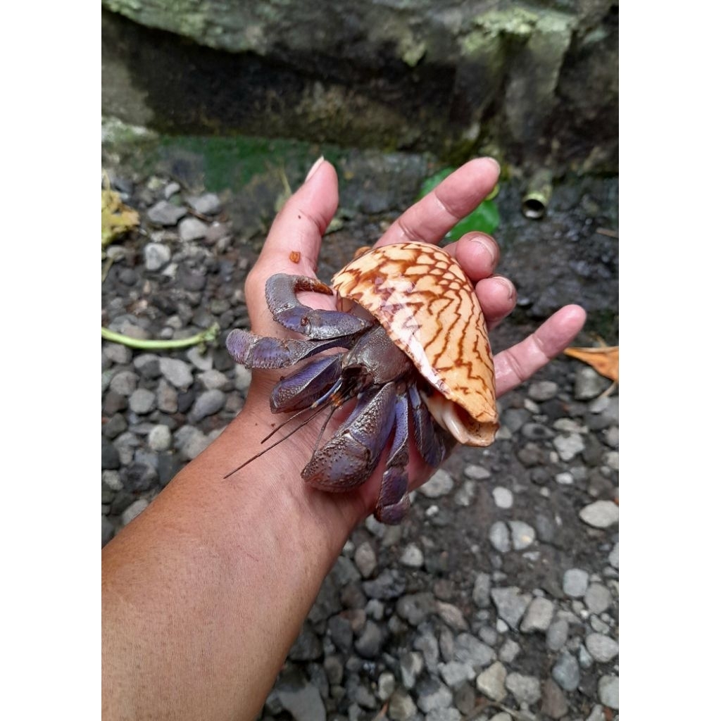 Cangkang Natural XXL mainan edukasi Kelomang