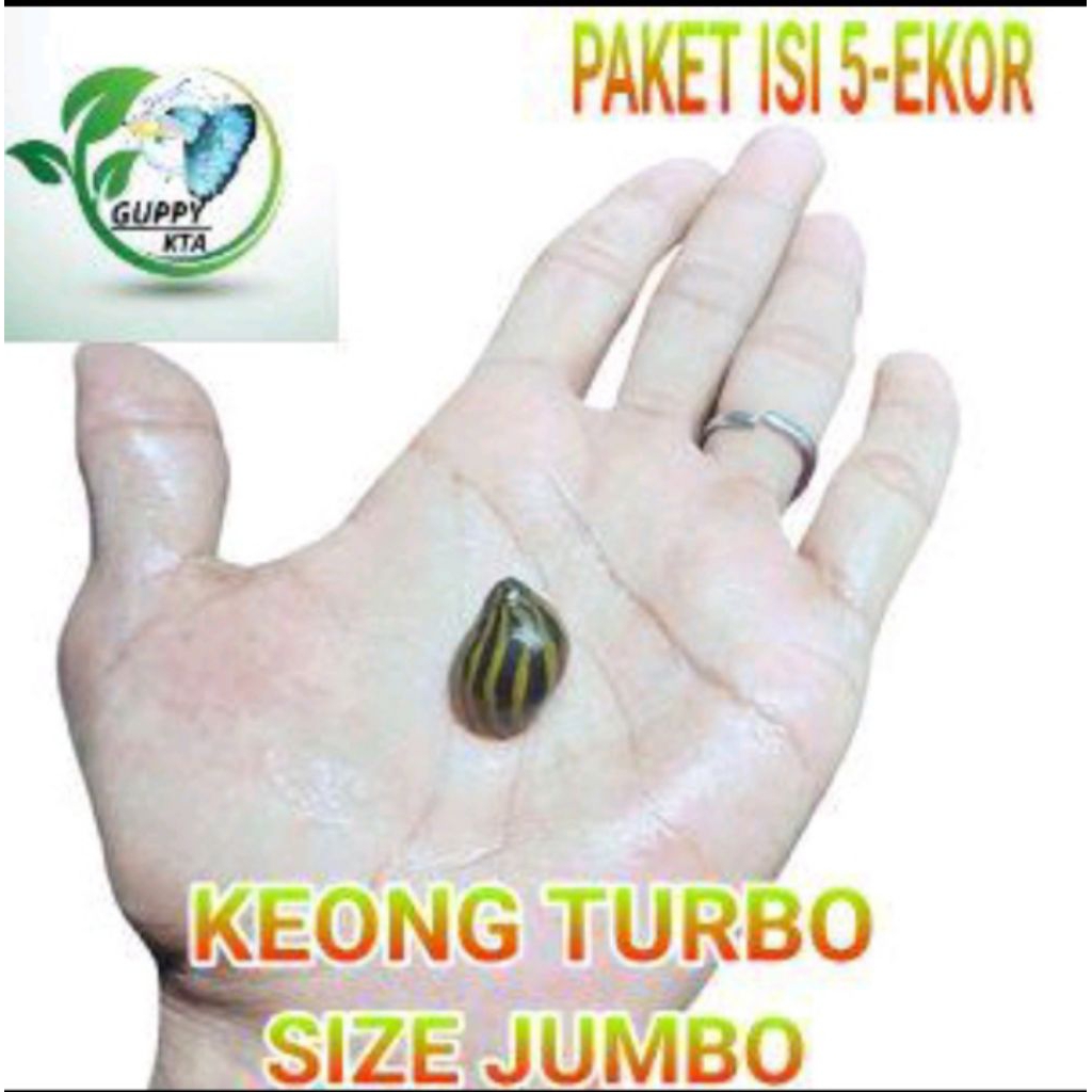 keong turbo jumbo/keong turbo aquascape pembersih lumut dan alga