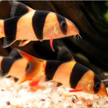 Botia Badut | ikan hias Botia Badut | ikan hias aquascape