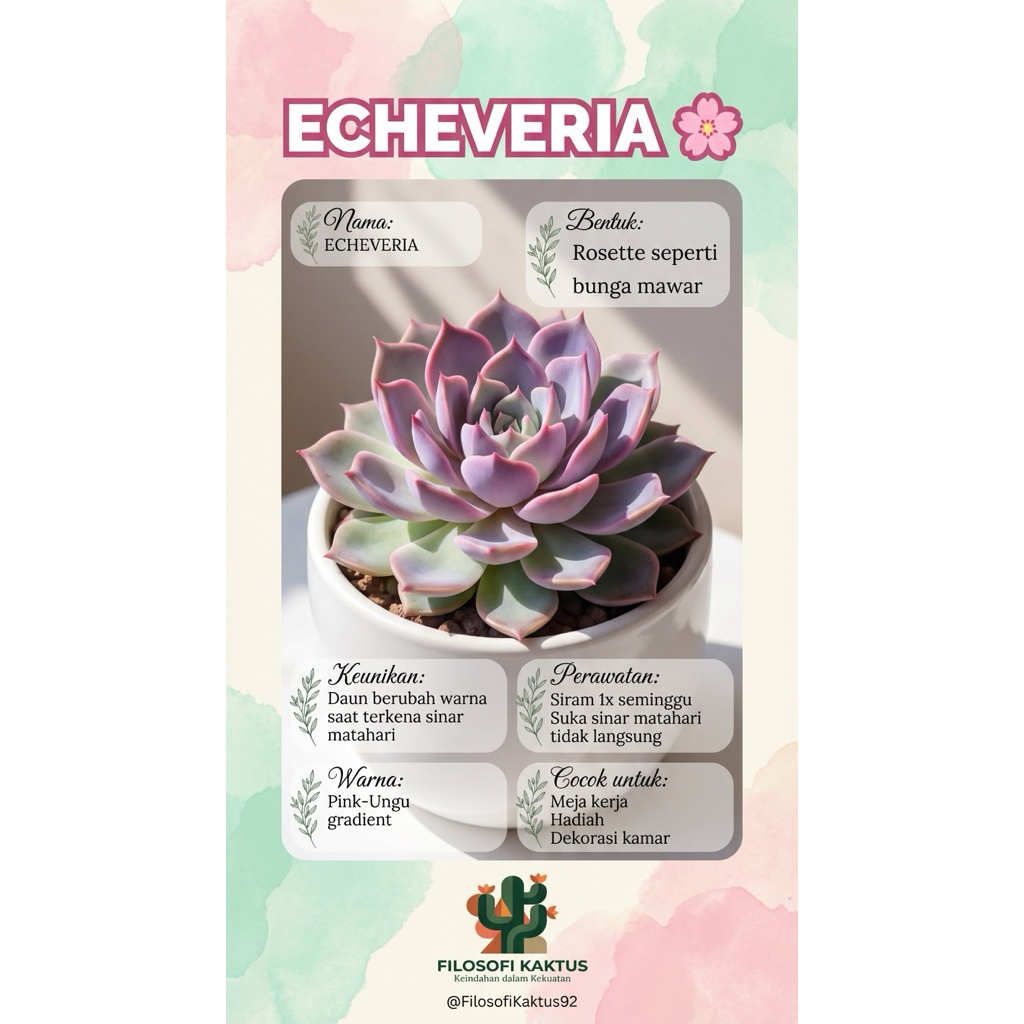 KAKTUS SUKULEN ECHEVERIA PREMIUM
