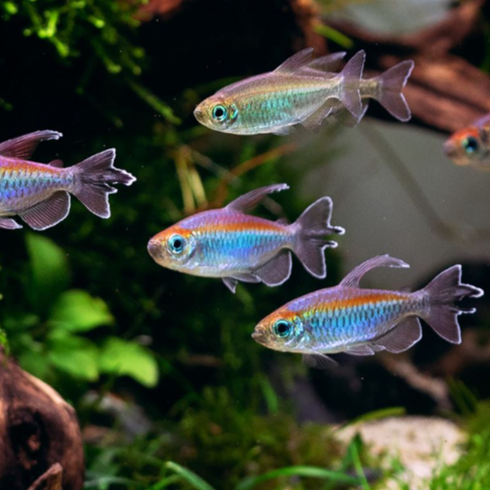 Congo Tetra | Ikan hias tetra congo | ikan hias aquascape