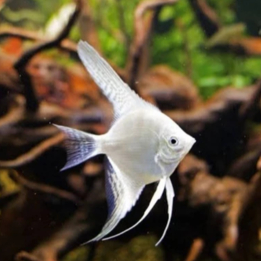 Manfish Platinum | ikan hias manfish platinum selayer | ikan hias aquascape