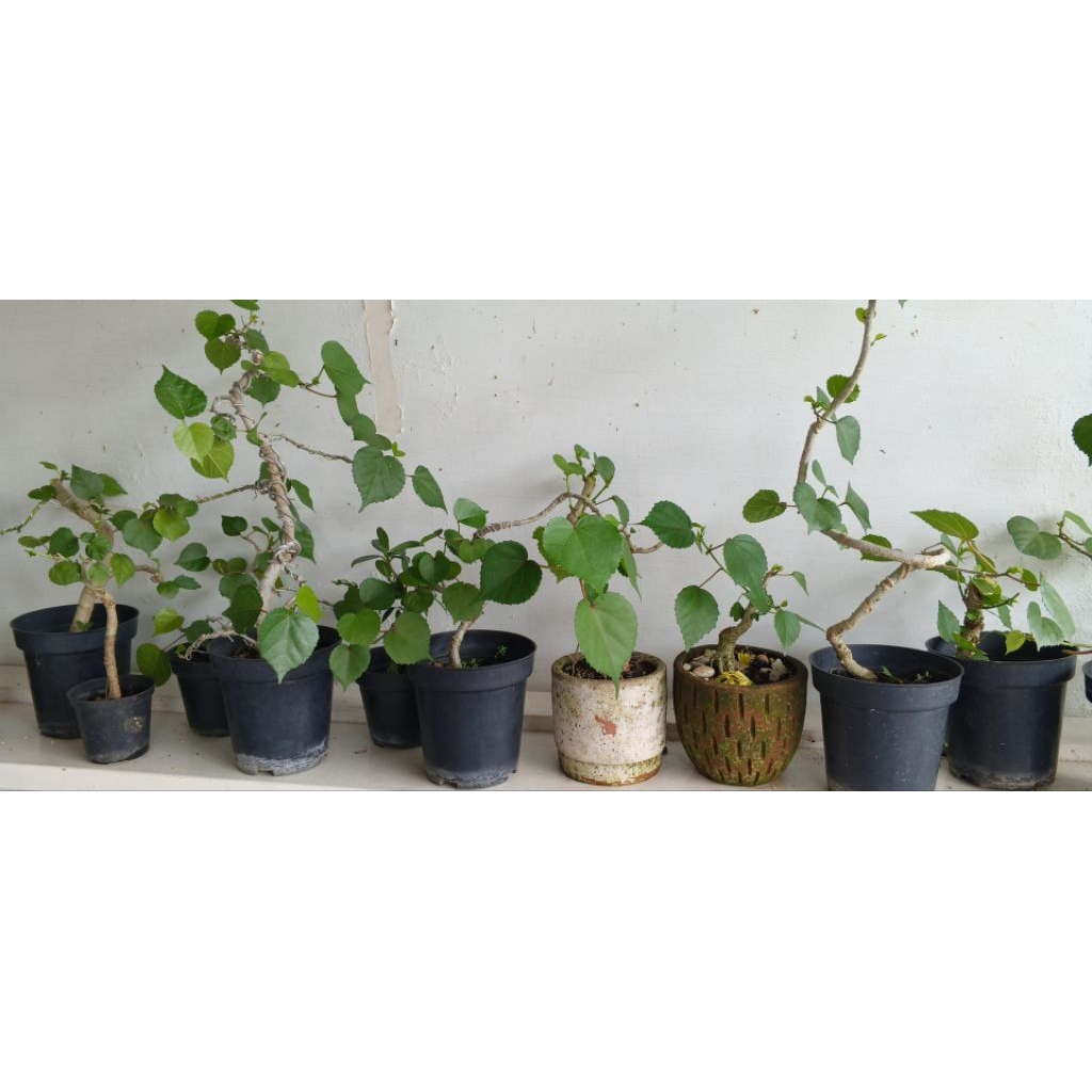 Bahan Bonsai Waru Taiwan