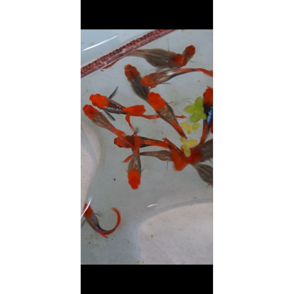 guppy tuxedo koi jantan