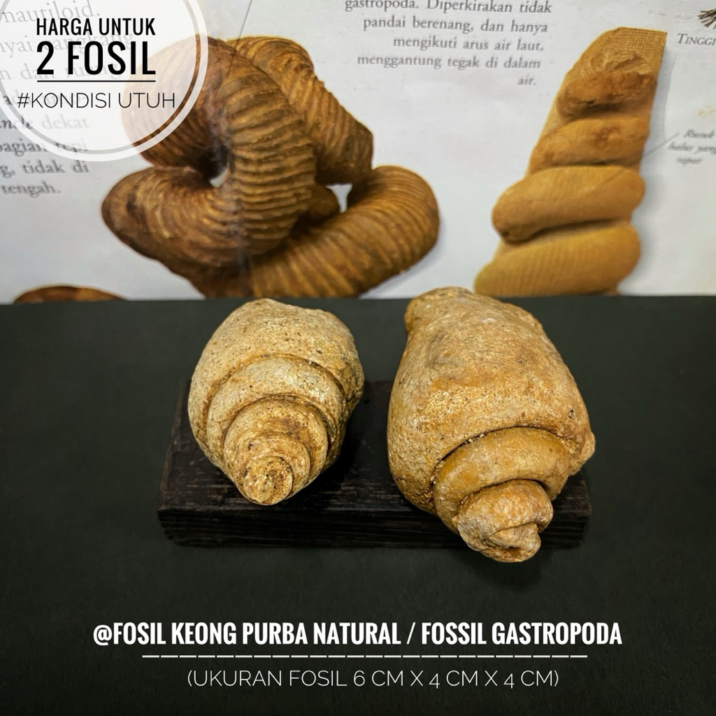 Fosil Keong Purba Natural A39 atau Fosil Gastropoda atau Fosil Keong Buntet Alam atau Fosil Kerang a