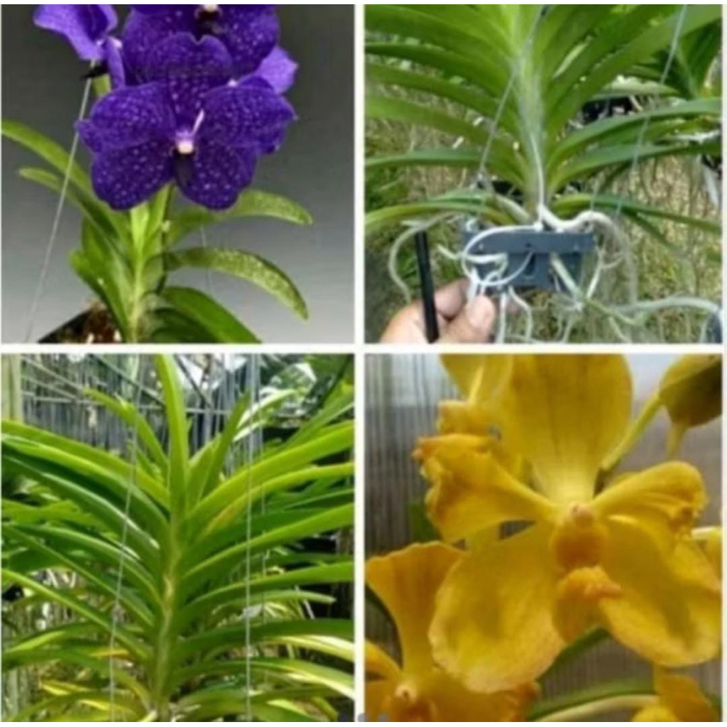 Promo Hemat 2 anggrek Vanda dewasa siap berbunga
