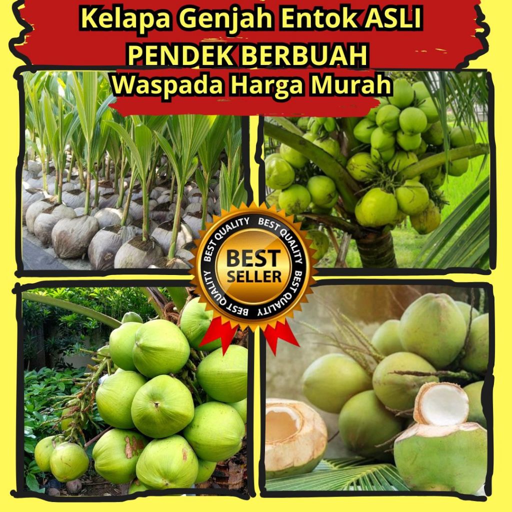 JAMIN ASLI.. Bibit Pohon Kelapa Genjah Entok Asli F1 Kebumen, Bibit Benih Kelapa Genjah Hijau Besar 