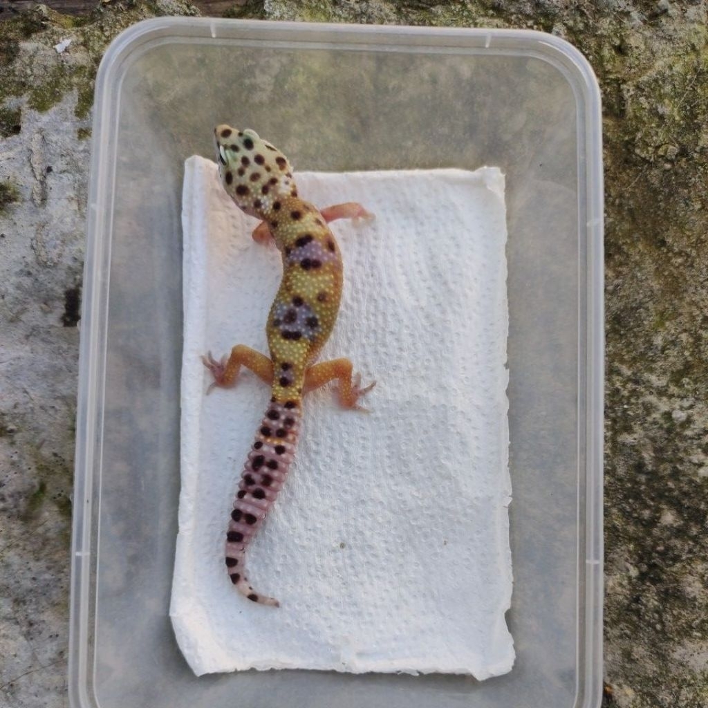 MAINAN ANAK GECKO MINUSAN JUVE_BLACKNIGHT FEMALE