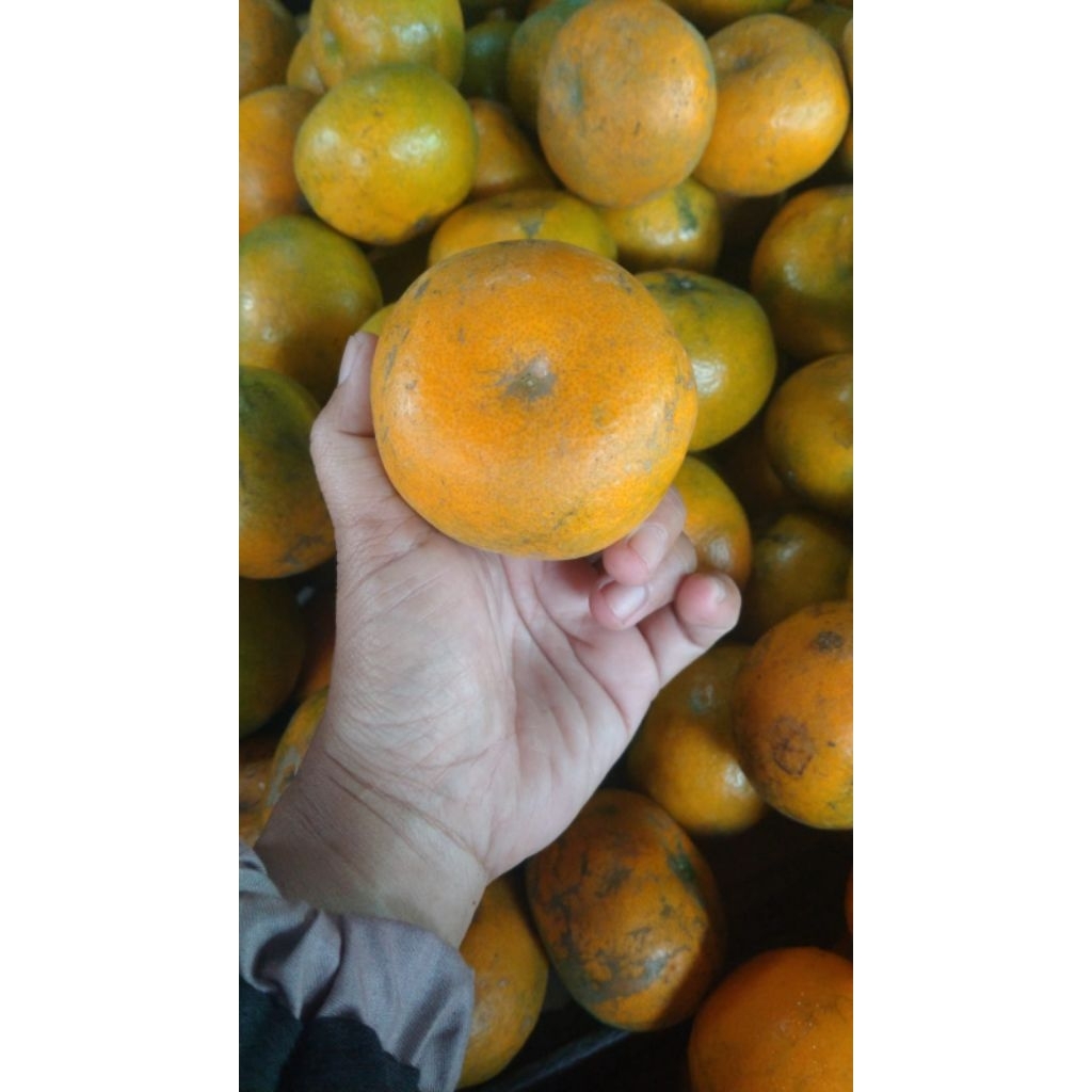 JERUK MEDAN SUPER MUANISS 1 KG
