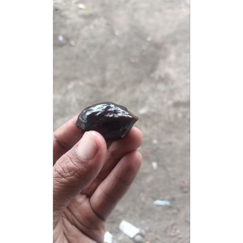 Muncang Siap adu Jayanti/Jalim/Jawa/Eti/Yanti