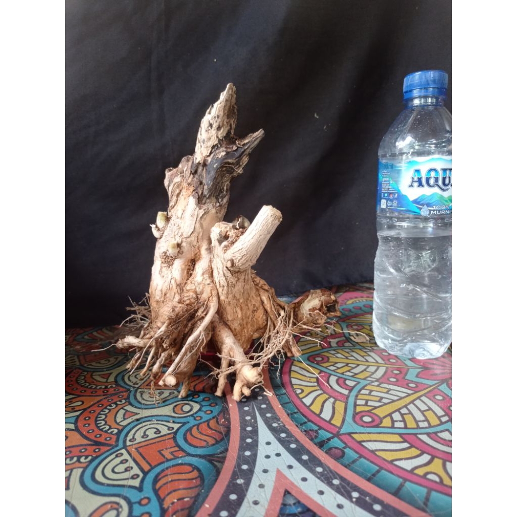 Bahan bonsai wahong gunung bogellan