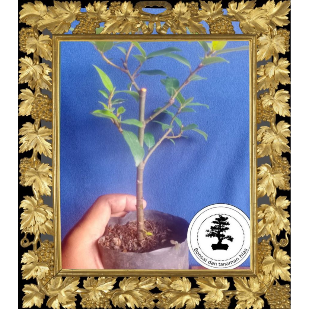 Bahan bonsai loa