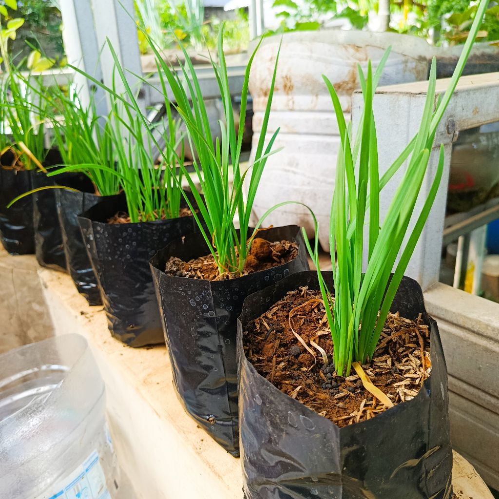 Bibit Tanaman Kucai Siap Pindah Tanam