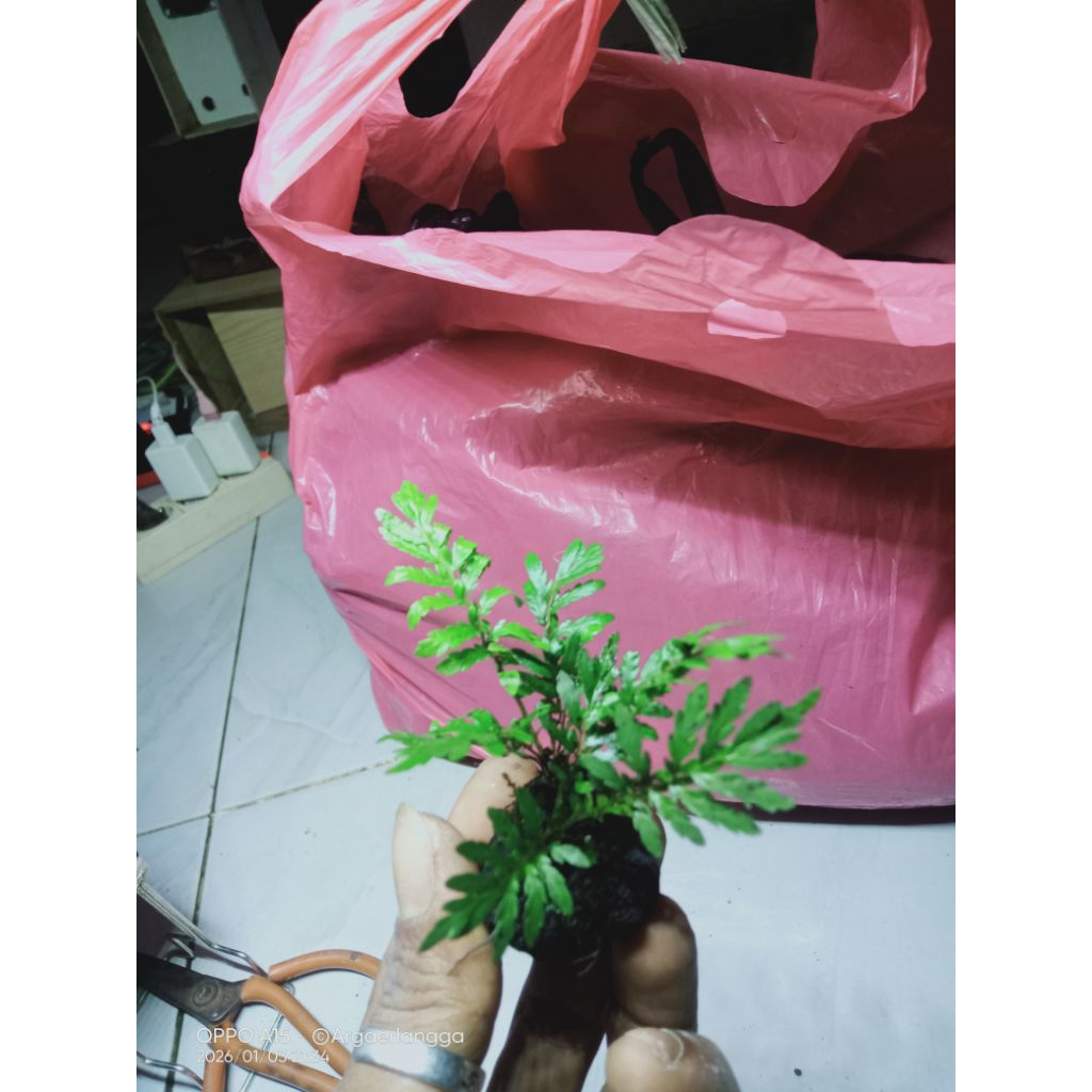 pakis rujug media wabikusa