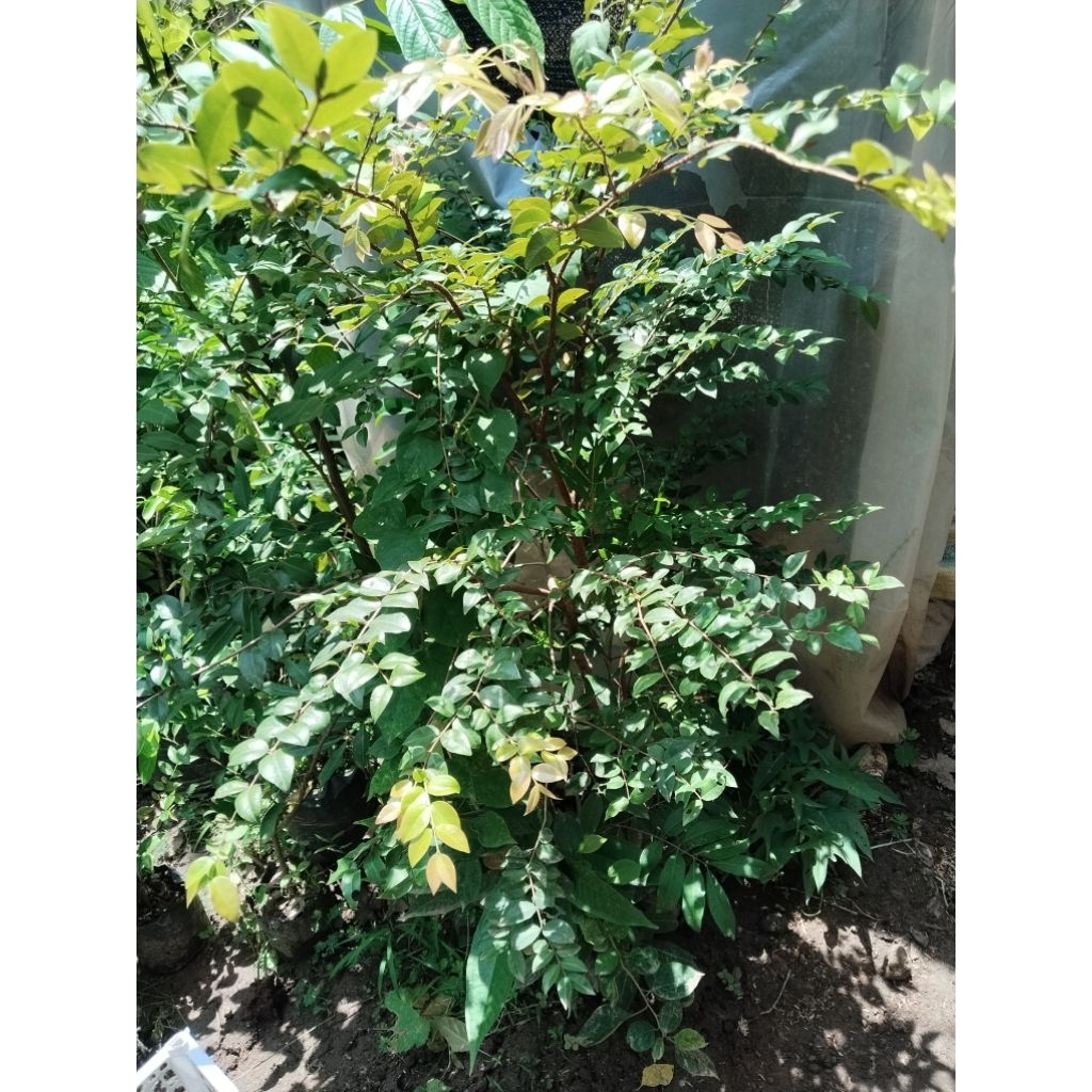 Planterbag Tinggi ±1,2 Meter Bibit Anggur Pohon atau Anggur Brazil Jenis Preco dan Sabara Genjah Mud