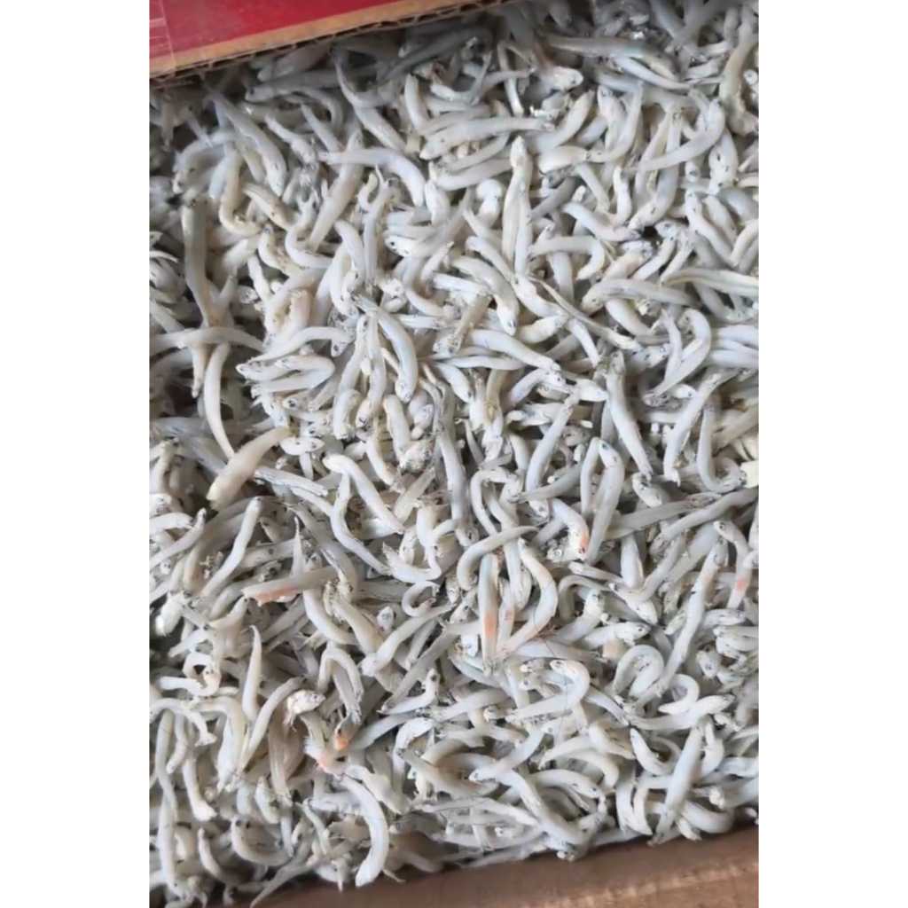 TERI TOUGE ASLI MEDAN/IKAN TERI TOUGE SUPER KHAS MEDAN/ENAK GURIH TIDAK ASIN