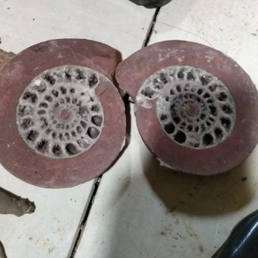 pajangan fozil keong purba amonit siap pajang berat 2,5 kg amonit lokal ntt