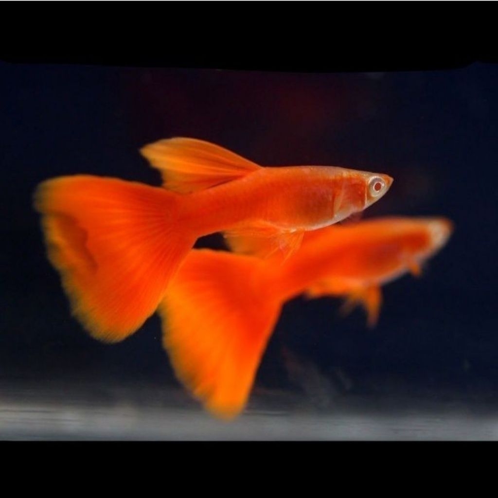 ikan hias GUPPY AFR ALBINO FULL RED induk MATA MERAH GRADE A 1 pasang