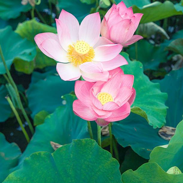 TUMBUH CEPAT BENIH BUNGA TERATAI