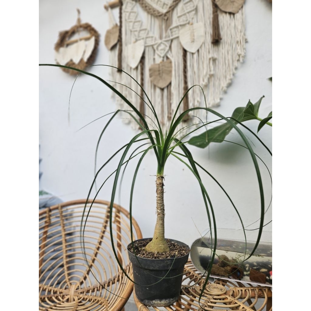 Palem Nolina / Palem Ekor Kuda / Ponytail Palm
