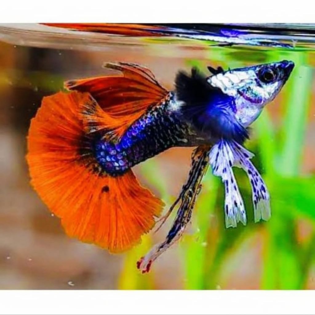 aksesoris aquarium prtde ribbon isi2