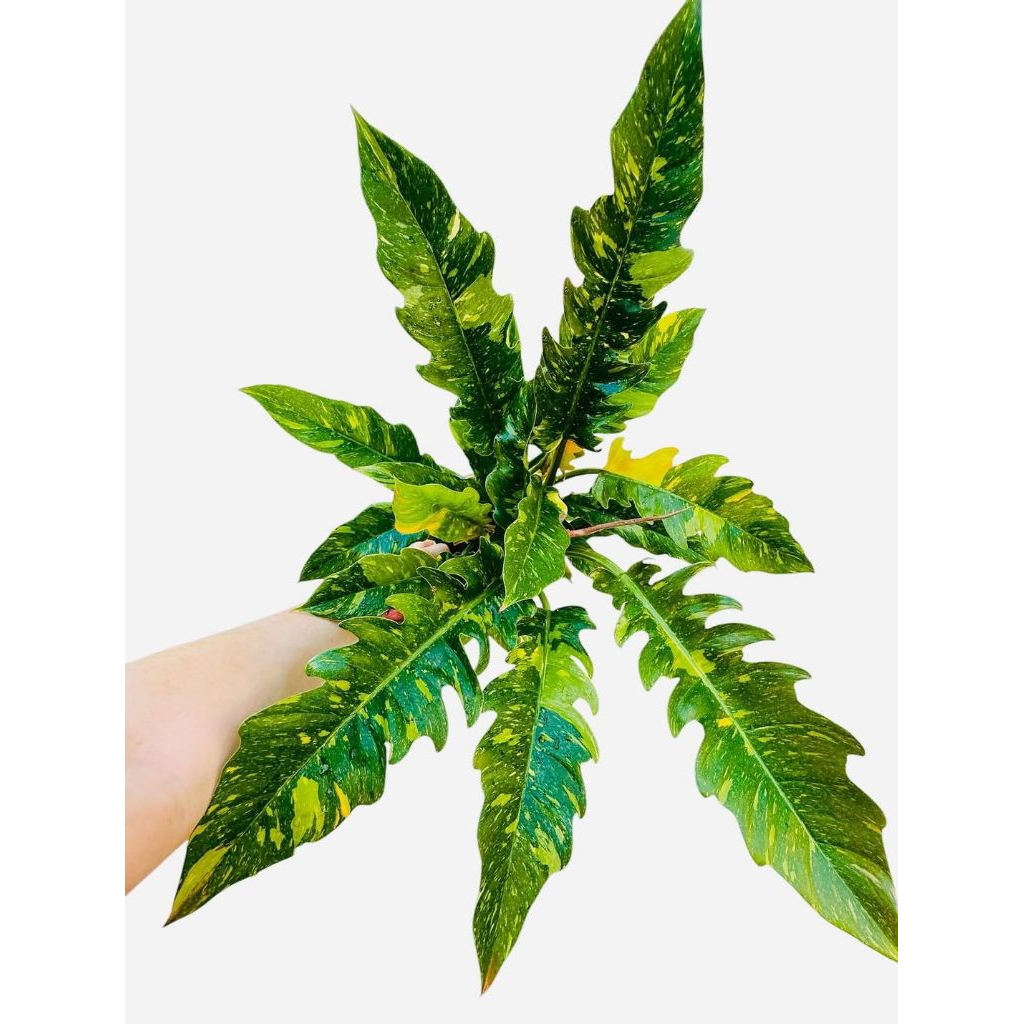 Philodendron Ring of fire bisa indoor media air / Pilo ROF var / Philo varigata variegata