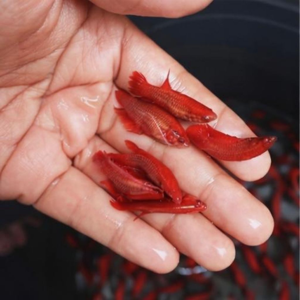 Betina halfmoon giant Thailand 2 ekor siap breeding warna random