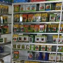 Benih Bibit Semangka Non Biji Stabindo Black F1, Tipe Lonjong Oval Kulit gelap. Isi 20 Gram Kadaluar