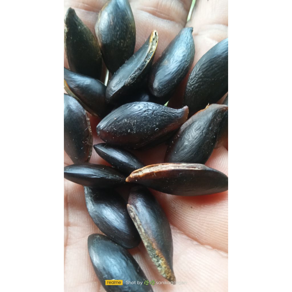 30 KECIK/BIJI SAWO MANILA