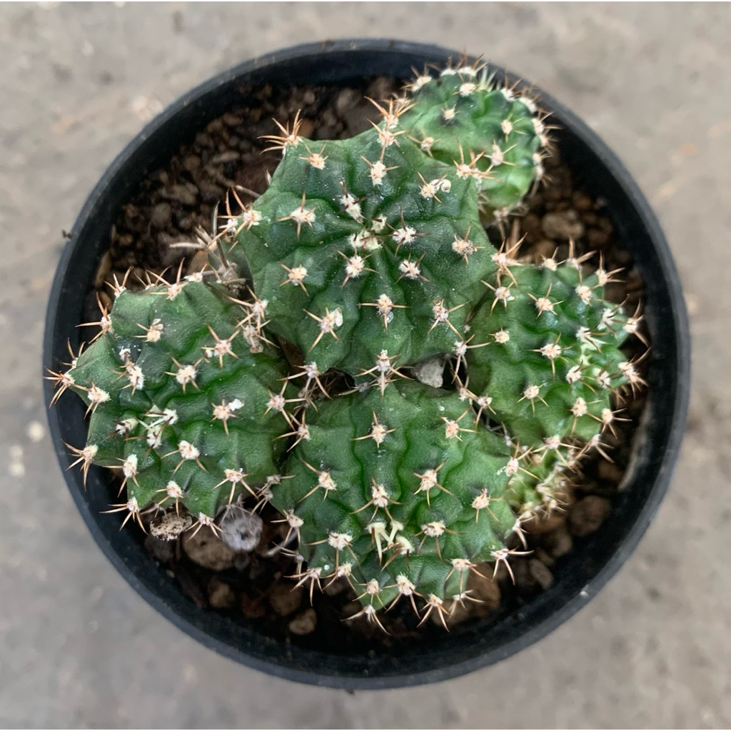 Gymno Miha Hybrid Clusters