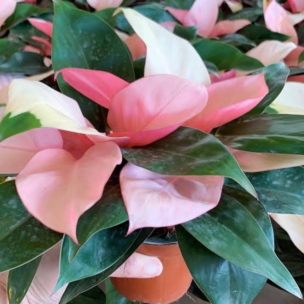 Tanaman Hias bibit Philodendron Pink Congo (sudah ada pink nya)