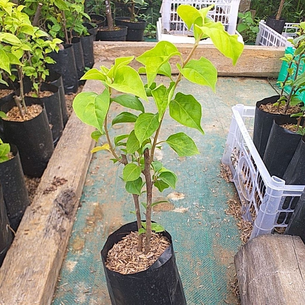 Bibit Bougenville Impor Id Golden Rao Ori