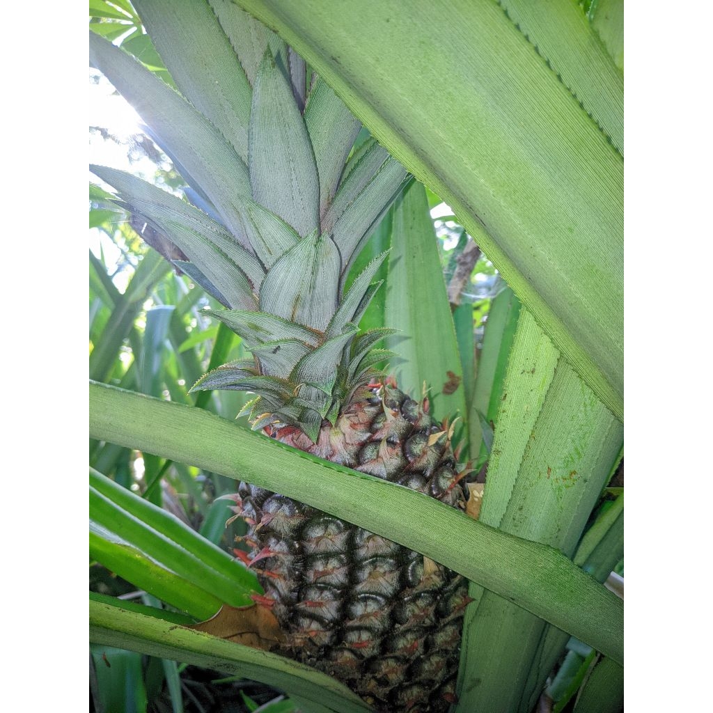 Nanas Muda Segar Besar Kaya manfaat